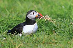 Atlantic Puffin